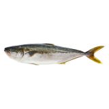 Whole Farmed Yellowtail Kingfish Hiramasa