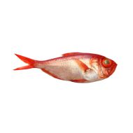 Alfonsino