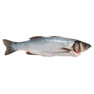 Branzino