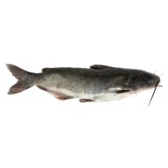 Catfish