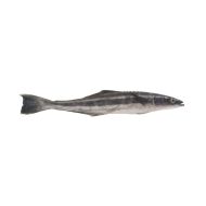 Cobia