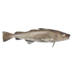 Cod | Fish | Pierless Fish