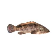 Grouper