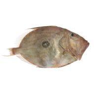 John Dory