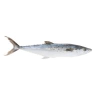 Mackerel