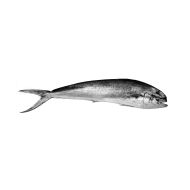 Mahi Mahi