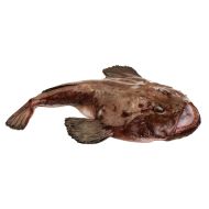 Monkfish
