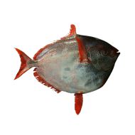 Opah