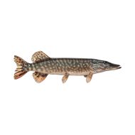 Pike