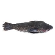 Sea Bass
