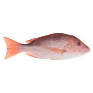 Snapper