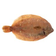 Sole