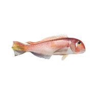 Tilefish