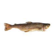 Trout