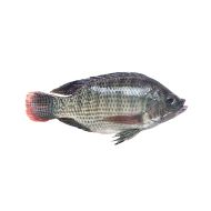 Tilapia