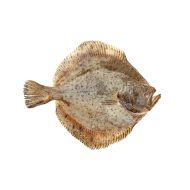 Turbot