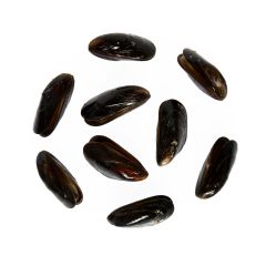 Mussel | Shellfish | Pierless Fish