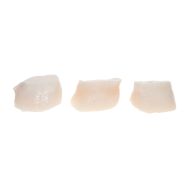 Scallop