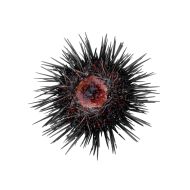 Urchin