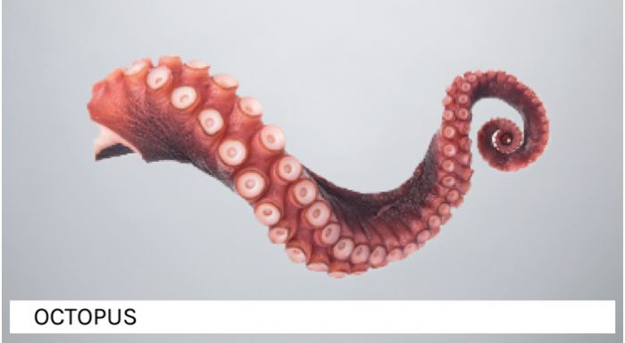 The banner of the Octopus & Squid category
