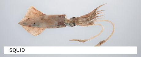 The banner of the Octopus & Squid category