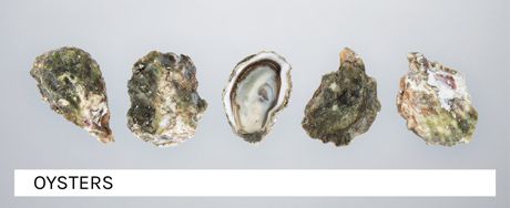 The banner of the shellfish category