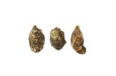 Peconic Gold Oyster