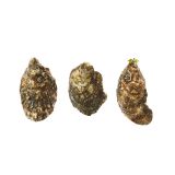Peconic Gold Oyster