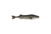 Whole Wild Black Cod