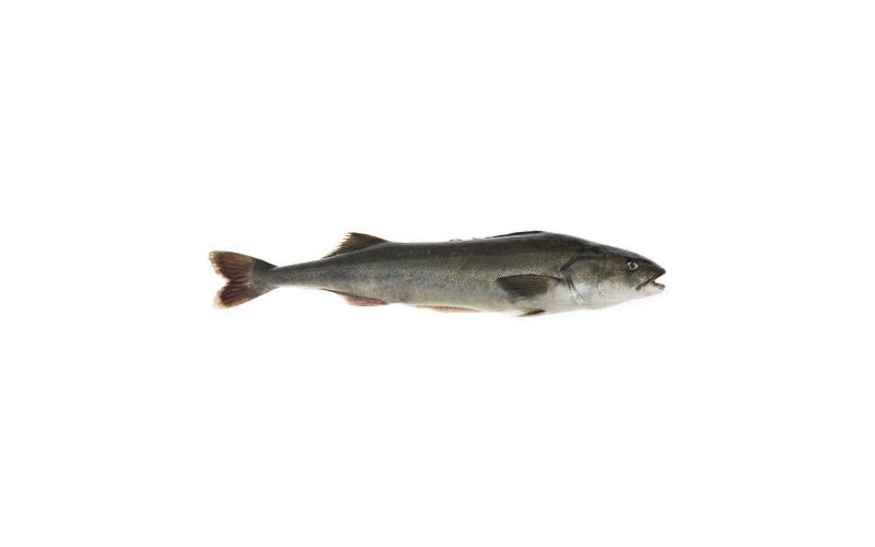Whole Wild Black Cod