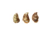 Kusshi Oyster