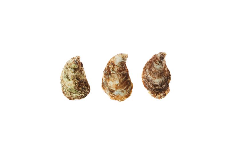 Kusshi Oyster