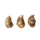 Kusshi Oyster