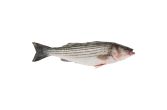 Scale & Gut Wild Whole Striped Sea Bass