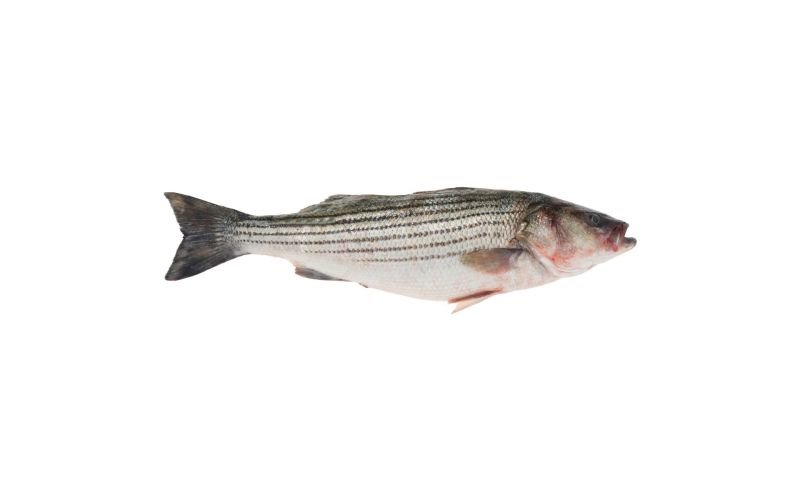 Scale & Gut Wild Whole Striped Sea Bass