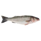 Scale & Gut Wild Whole Striped Sea Bass