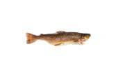 Butterflied Farmed Idaho Trout