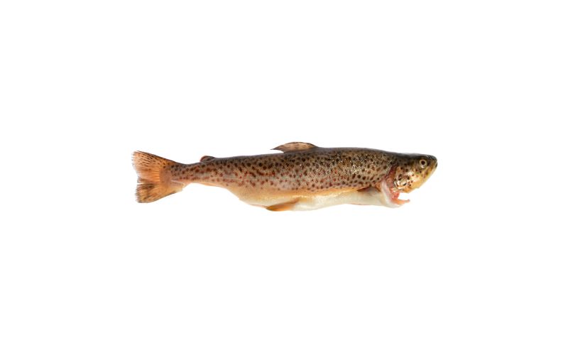 Butterflied Farmed Idaho Trout