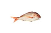 Scale & Gut Wild Madai Snapper