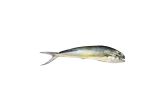 Whole Wild Mahi Mahi