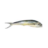 Whole Wild Mahi Mahi