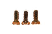 Frozen 4-6 OZ Lobster Tails