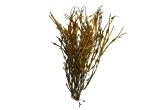 Decorative Seaweed