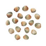 Blood Clams