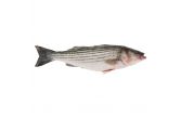 Whole Wild Striped Bass
