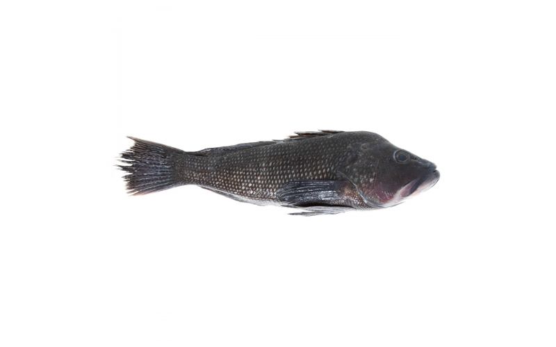 Whole Black Sea Bass 2-2.4 lb