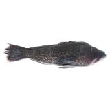 Whole Black Sea Bass 2-2.4 lb