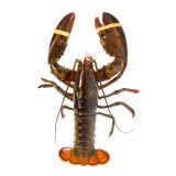 Hard Shell Lobster