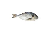 Whole Farmed Daurade