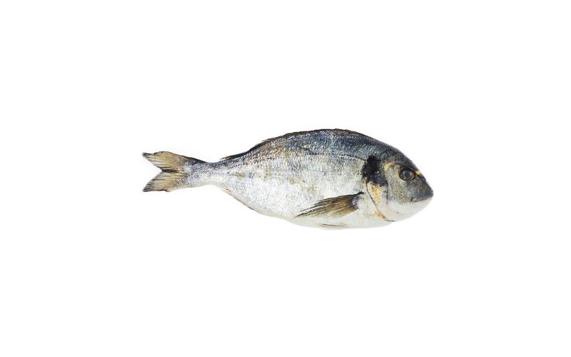Whole Farmed Daurade